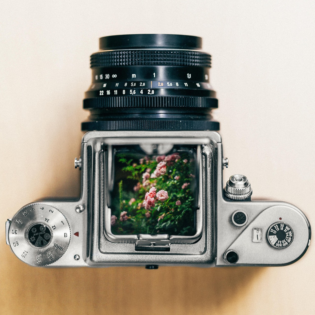 film, nature, camera, flower background, pentacon, medium format, flower, flower wallpaper, beautiful flowers, tumblr wallpaper